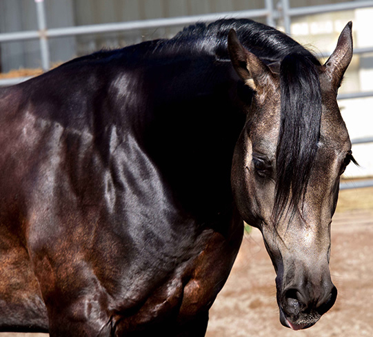Black Hawke 2011 Blue Roan Stallion ~ Homozygous Roan ~ Standing at Stud